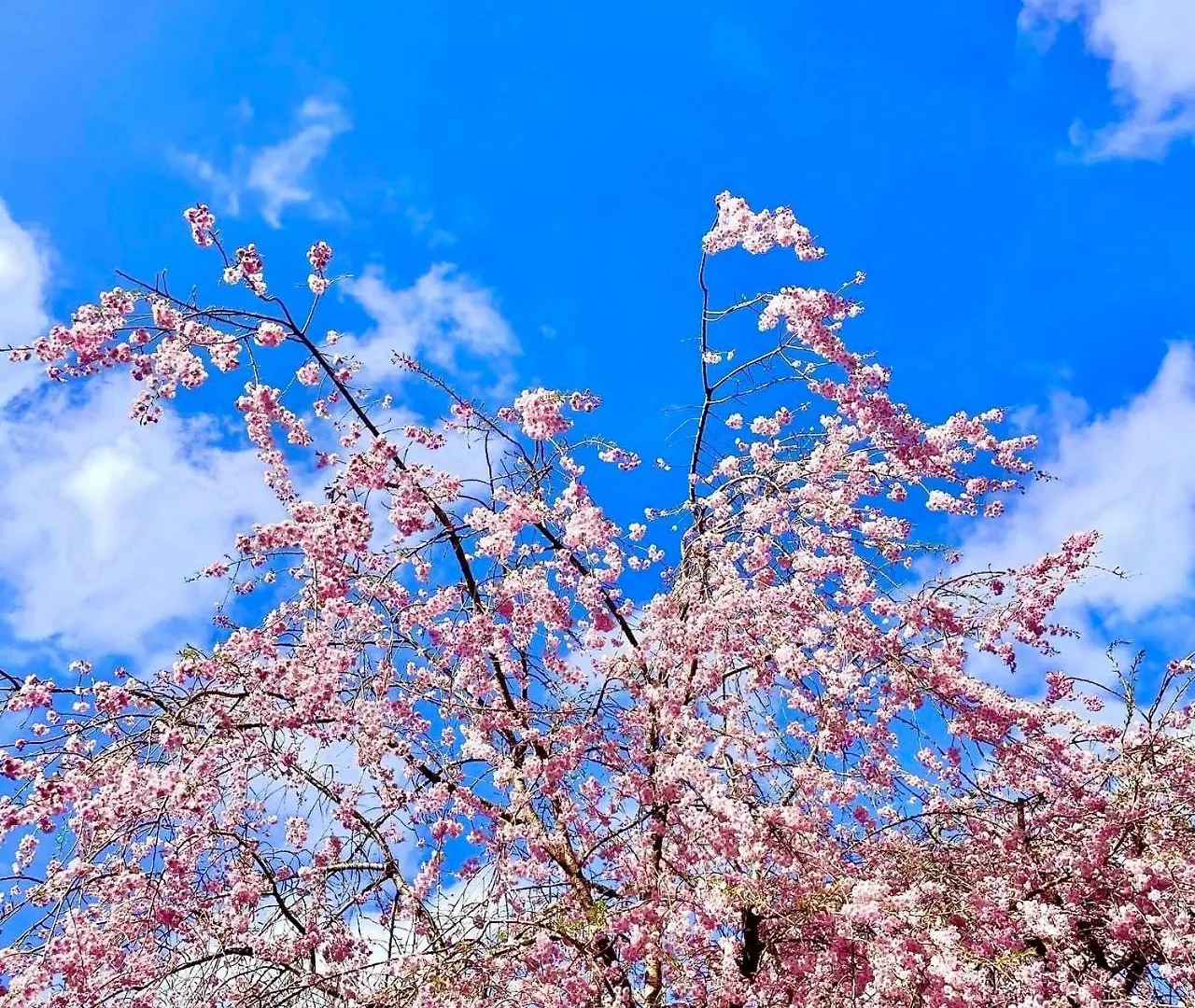 Fuji-Hakone Guest House
