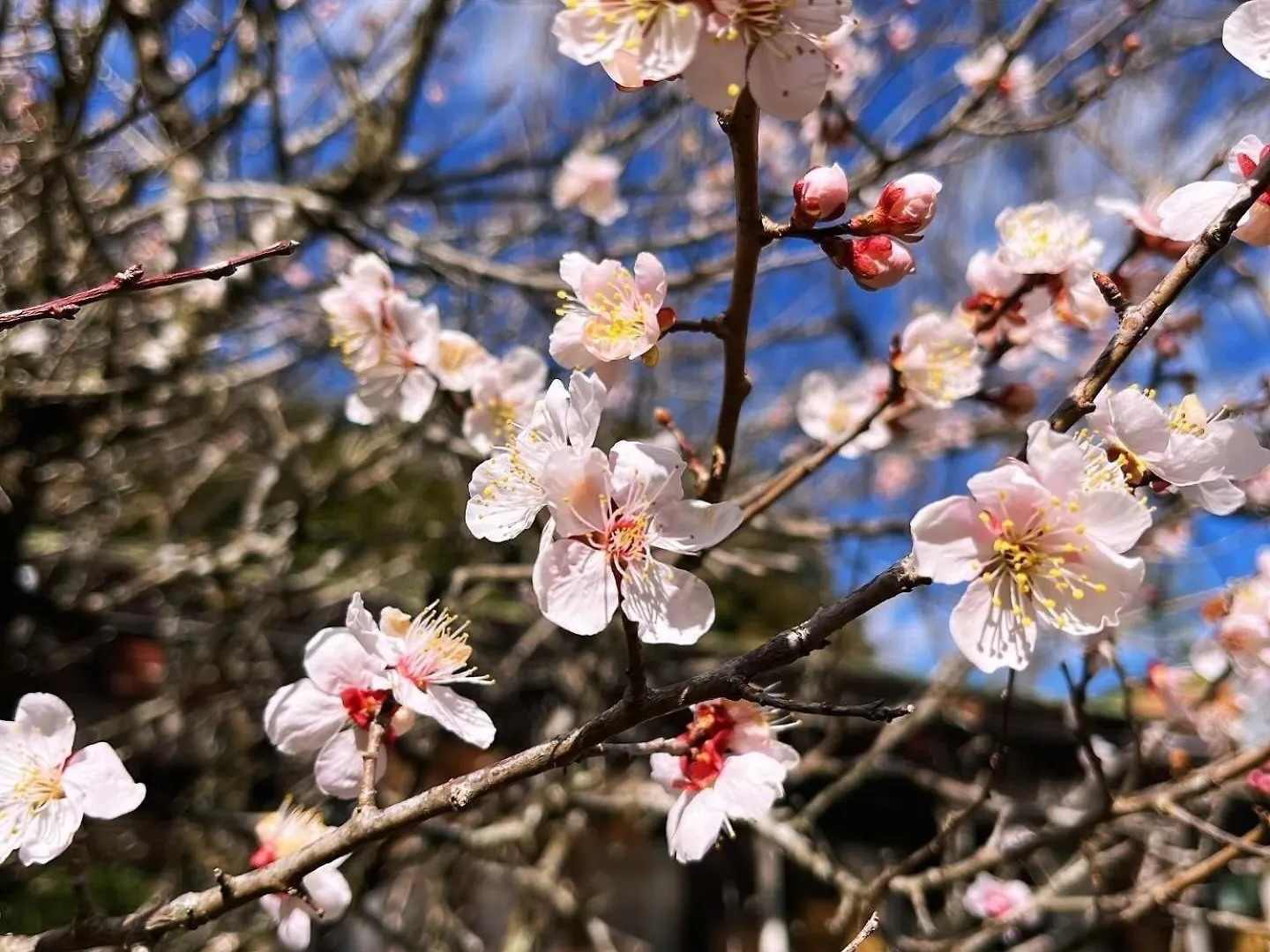 Fuji-Hakone Guest House